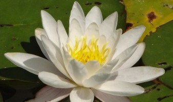 Encens indiens 100% naturels White Lotus | Terres de Mousson